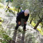 Olivicoltura nella Valle Argentina - L’ulivo taggiasco è il suo frutto