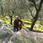 Olivicoltura nella Valle Argentina - L’ulivo taggiasco è il suo frutto
